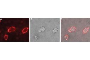Expression of nAChRα2 in rat PC12 pheochromocytoma cellsCell surface detection of nAChRα2 in live intact rat PC12 pheochromocytoma cells.