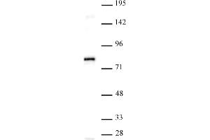 Western Blotting (WB) image for anti-Transcription Factor 7-Like 1 (T-Cell Specific, HMG-Box) (TCF7L1) (N-Term) antibody (ABIN6972849)