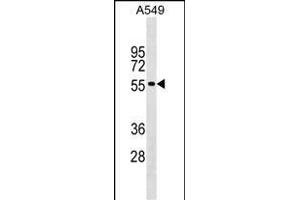 GLDN Antibody (Center) (ABIN1538217 and ABIN2849147) western blot analysis in A549 cell line lysates (35 μg/lane). (GLDN anticorps  (AA 271-299))