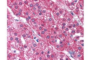 Anti-P2RX2 / P2X2 antibody IHC of human adrenal.