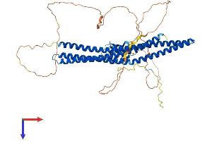 AlphaFold protein structure predicition of Mouse Recombinant Baiap2l2 Protein, UniprotID Q80Y61