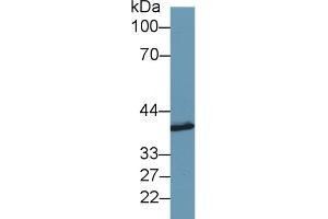 Detection of SYTL2 in Porcine Cerebrum lysate using Polyclonal Antibody to Synaptotagmin Like Protein 2 (SYTL2)