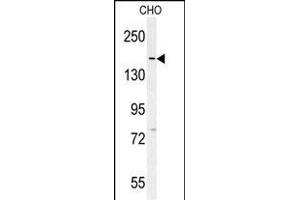 DM1- Antibody (N-term) (ABIN651631 and ABIN2840337) western blot analysis in CHO cell line lysates (35 μg/lane). (DAAM1 anticorps  (N-Term))