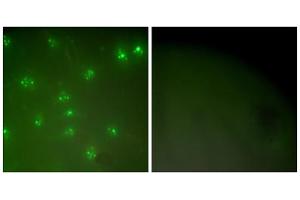 Immunofluorescence analysis of COS7 cells, using Cyclin A antibody (ABIN5976373). (Cyclin A anticorps  (Internal Region))