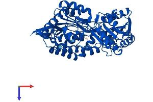 AlphaFold protein structure predicition of Human Recombinant ALDH8A1 Protein, UniprotID Q9H2A2