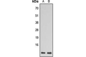 Western blot analysis of RPL39 expression in HL60 (A), HepG2 (B) whole cell lysates. (RPL39 anticorps  (N-Term))