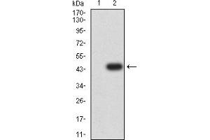 Western blot analysis using FGF2 mAb against HEK293 (1) and FGF2 (AA: 143-288)-hIgGFc transfected HEK293 (2) cell lysate. (FGF2 anticorps  (AA 143-288))