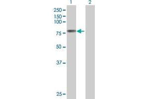 Lane 1: PTGS2 transfected lysate ( 69 KDa) Lane 2: Non-transfected lysate.