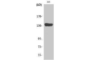 Western Blotting (WB) image for anti-SR-Related CTD-Associated Factor 1 (SCAF1) (N-Term) antibody (ABIN3186879) (SCAF1 anticorps  (N-Term))