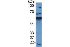 Western Blot; Sample: Mouse Liver lysate; Primary Ab: 2µg/ml Rabbit Anti-Mouse CRT Antibody Second Ab: 0. (Calreticulin anticorps  (AA 199-308))