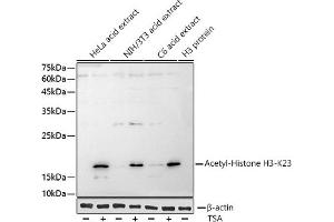 Western blot analysis of extracts of various cell lines, using Acetyl-Histone H3-K23 antibody (ABIN3016647, ABIN3016648, ABIN3016649, ABIN1681125 and ABIN1681126) at 1:1000 dilution.
