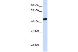 Western Blotting (WB) image for anti-KRR1, Small Subunit (SSU) Processome Component, Homolog (KRR1) antibody (ABIN2458524) (KRR1 anticorps)