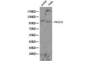 Western Blotting (WB) image for anti-Phosphoinositide-3-Kinase, Catalytic, gamma Polypeptide (PIK3CG) antibody (ABIN1874133) (PIK3 gamma anticorps)