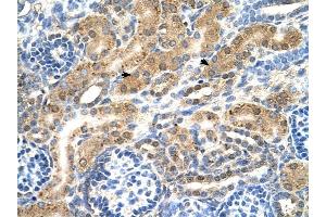 PTPN2 antibody was used for immunohistochemistry at a concentration of 4-8 ug/ml to stain EpitheliaI cells of renal tubule (arrows) in Human Kidney. (PTPN2 anticorps  (Middle Region))