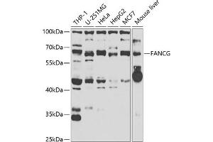 Western blot analysis of extracts of various cell lines, using FANCG antibody (ABIN6127891, ABIN6140474, ABIN6140475 and ABIN6221795) at 1:1000 dilution. (FANCG anticorps  (AA 343-622))