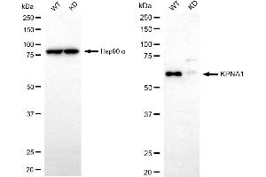 anti-Karyopherin alpha 1 (Importin alpha 5) (KPNA1) antibody