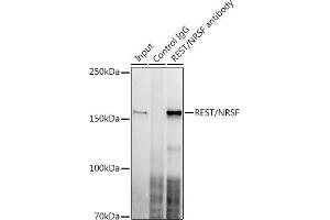 Immunoprecipitation analysis of 300 μg extracts of U-87MG cells using 3 μg REST/NRSF antibody (ABIN7269883).