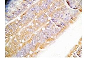 Rat intestine tissue was stained by Rabbit Anti-Oxyntomodulin (H,M,R) Antibody (OXM anticorps)