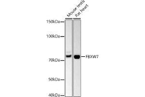 Western blot analysis of extracts of various cell lines, using FBXW7 antibody (ABIN6131632, ABIN6140535, ABIN6140537 and ABIN6221574) at 1:500 dilution. (FBXW7 anticorps  (AA 408-707))