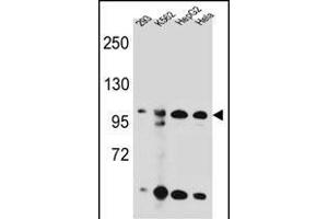 KSR2 Antibody (C-term) (ABIN655390 and ABIN2844938) western blot analysis in 293,K562,HepG2,Hela cell line lysates (35 μg/lane). (KSR2 anticorps  (C-Term))