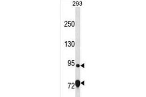 EXD3 Antibody (Center) (ABIN1538330 and ABIN2849926) western blot analysis in 293 cell line lysates (35 μg/lane). (EXD3 anticorps  (AA 340-367))
