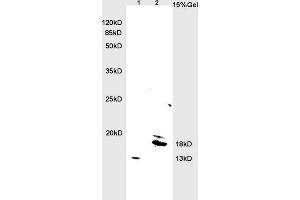 L1 rat brain lysates L2 rat heart lysates probed with Anti BNP Polyclonal Antibody, Unconjugated (ABIN678623) at 1:200 overnight at 4 °C. (BNP anticorps  (AA 85-115))