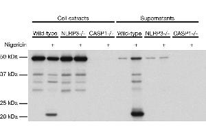 Mouse caspase-1 (p20) is detected by immunoblotting using anti-Caspase-1 (p20) (mouse), mAb (Casper-1) . (Caspase 1 p20 anticorps)