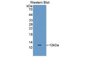 Detection of Recombinant DEFb1, Rat using Polyclonal Antibody to Defensin Beta 1 (DEFb1) (beta Defensin 1 anticorps  (AA 22-69))