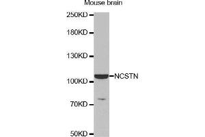 Western Blotting (WB) image for anti-Nicastrin (NCSTN) (AA 429-669) antibody (ABIN1681053) (Nicastrin anticorps  (AA 429-669))