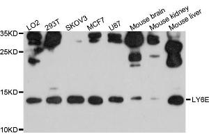 Western blot analysis of extracts of various cell lines, using LY6E antibody. (LY6E anticorps)
