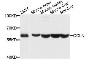 Western blot analysis of extracts of various cells, using OCLN antibody. (Occludin anticorps)