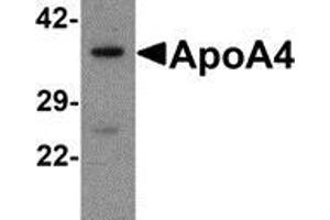 Western blot analysis of ApoA4 in human liver tissue lysate with ApoA4 antibody at 1 μg/ml. (APOA4 anticorps  (C-Term))