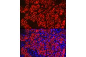 Immunofluorescence analysis of human kidney using Aquaporin-1  Rabbit pAb (ABIN7265651) at dilution of 1:100 (40x lens).