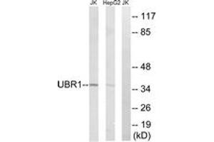 Western Blotting (WB) image for anti-Ubiquitin Protein Ligase E3 Component N-Recognin 1 (UBR1) (AA 821-870) antibody (ABIN2890292) (UBR1 anticorps  (AA 821-870))