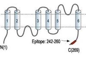 Representative domain view of the target of ABIN7884763.