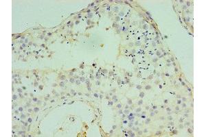 Immunohistochemistry of paraffin-embedded human testis tissue using ABIN7148809 at dilution of 1:100