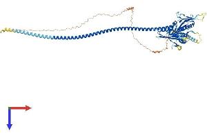 AlphaFold protein structure predicition of Human Recombinant KIFC1 Protein, UniprotID Q9BW19