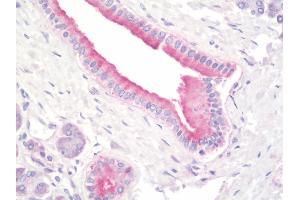 Anti-PFDN5 / MM1 antibody IHC staining of human pancreas. (PFDN5 anticorps  (Biotin))