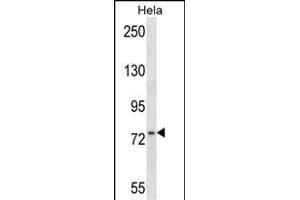 MSN Antibody (C-term) (ABIN657674 and ABIN2846666) western blot analysis in Hela cell line lysates (35 μg/lane). (Moesin anticorps  (C-Term))