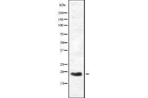 Western blot analysis of HES3 expression in HEK293 cells ,The lane on the left is treated with the antigen-specific peptide. (HES3 anticorps  (N-Term))