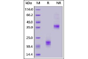 Biotinylated Cynomolgus CD3E&CD3G Heterodimer Protein, His,Avitag&Flag Tag on  under reducing (R) and ing (NR) conditions. (CD3E & CD3G (AA 22-117) (Active) protein (His tag,AVI tag,DYKDDDDK Tag,Biotin))