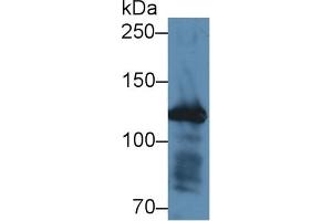 Detection of FBN1 in Mouse Colon lysate using Polyclonal Antibody to Fibrillin 1 (FBN1) (Fibrillin 1 anticorps  (AA 246-389))