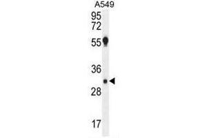 AQP12B Antibody (C-term) western blot analysis in A549 cell line lysates (35µg/lane). (Aquaporin 12B anticorps  (C-Term))