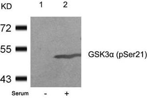 Western blot analysis of extracts from 293 cells untreated(lane 1) or treated with serum(lane 2) using GSK3a(Phospho-Ser21) Antibody. (GSK3 alpha anticorps  (pSer21))