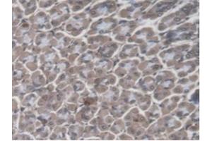 Detection of GBP4 in Mouse Stomach Tissue using Polyclonal Antibody to Guanylate Binding Protein 4 (GBP4)