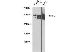 Western blot analysis of extracts of various cell lines, using PPP6R2 antibody  at 1:1000 dilution. (SAPS2 anticorps  (AA 640-959))