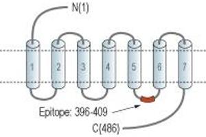 anti-Histamine Receptor H1 (HRH1) (3rd Intracellular Loop) antibody