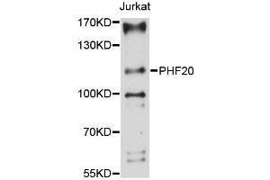 Western blot analysis of extracts of Jurkat cells, using PHF20 antibody (ABIN5996662) at 1:3000 dilution. (PHF20 anticorps)