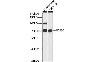 Western blot analysis of extracts of various cell lines, using USP30 antibody (ABIN6131133, ABIN6150017, ABIN6150018 and ABIN6216645) at 1:3000 dilution. (Usp30 anticorps  (AA 57-390))