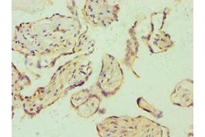Immunohistochemistry of paraffin-embedded human placenta tissue using ABIN7172529 at dilution of 1:100 (E2F6 anticorps  (AA 1-281))